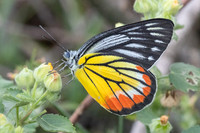 Delias hyparete-4504 - Hua Hin - 5/12/25