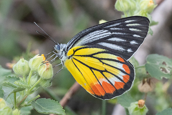 Delias hyparete-4504 - Hua Hin - 5/12/25