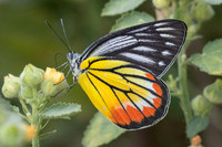 Delias hyparete-4507 - Hua Hin - 5/12/25