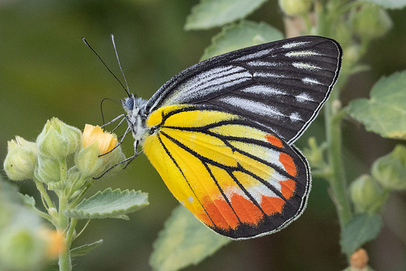 Delias hyparete-4507 - Hua Hin - 5/12/25