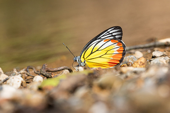 Delias hyperate-1840 - Chiang Dao - 26/11/25
