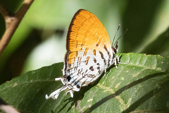 Drupadia ravindra-3325