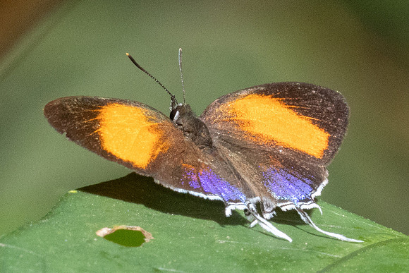 Drupadia ravindra-4265