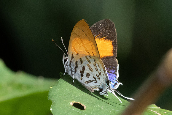 Drupadia ravindra-4266