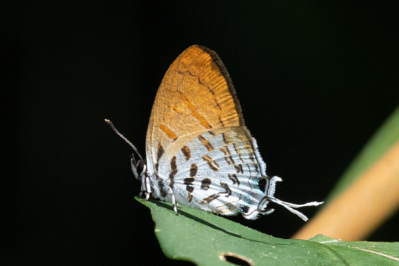 Drupadia ravindra-4273