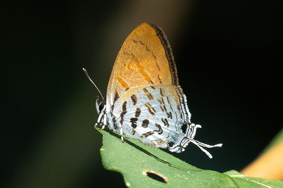 Drupadia ravindra-4268