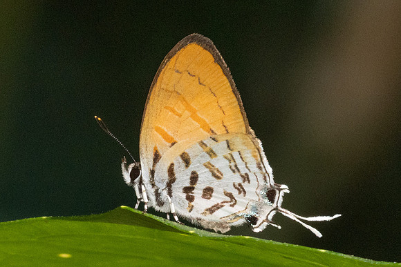 Drupadia ravindra-4277