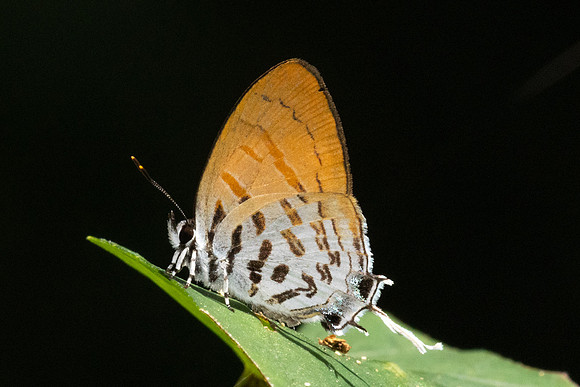 Drupadia ravindra-4283