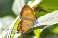 Heliophorus ila-2551- Doi Inthanon - 28/11/25