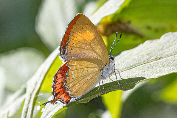 Heliophorus ila-2551- Doi Inthanon - 28/11/25