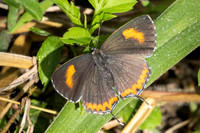 Heliophorus ila-2564- Doi Inthanon - 28/11/25