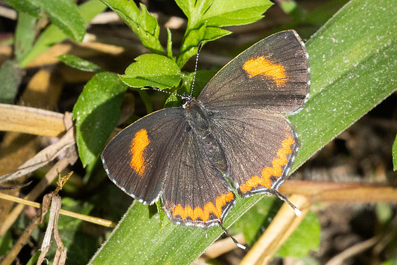 Heliophorus ila-2564- Doi Inthanon - 28/11/25