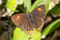 Heliophorus ila-2567- Doi Inthanon - 28/11/25