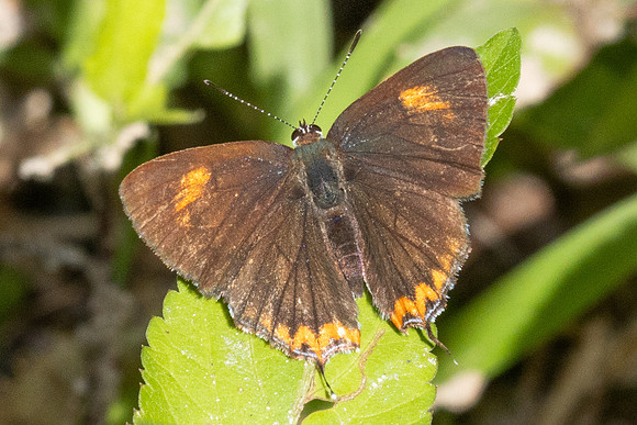 Heliophorus ila-2567- Doi Inthanon - 28/11/25