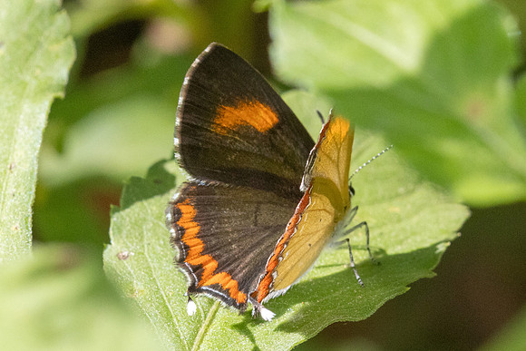 Heliophorus ila-2553- Doi Inthanon - 28/11/25