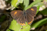 Heliophorus ila-2569 - Doi Inthanon - 28/11/25