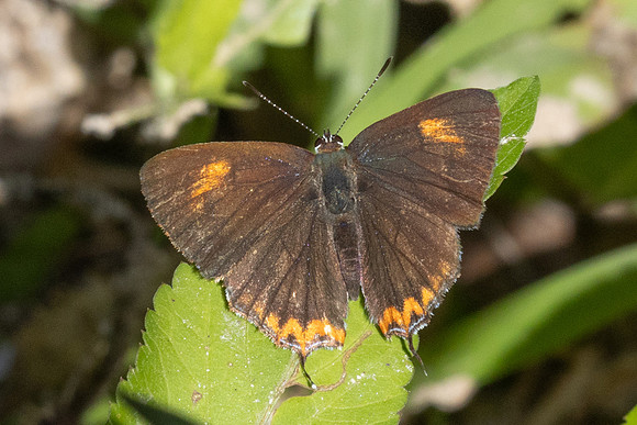 Heliophorus ila-2569 - Doi Inthanon - 28/11/25