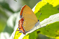 Heliophorus ila-2555- Doi Inthanon - 28/11/25