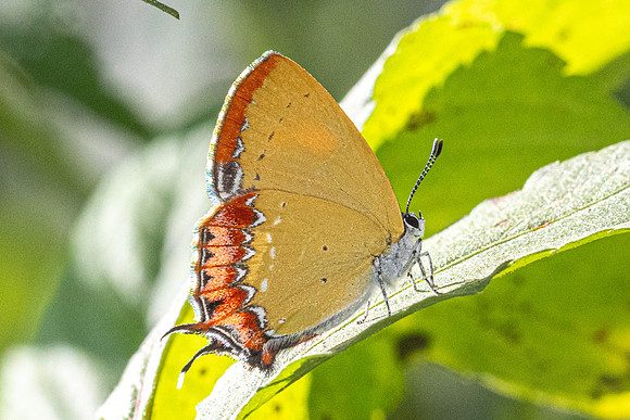 Heliophorus ila-2555- Doi Inthanon - 28/11/25
