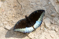 Lexias dirtea-4108 - Kaeng Krachan (330m) - 4/12/25