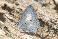 Lestranicus transpectus-1531