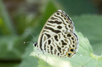Leptotes plinius-3460