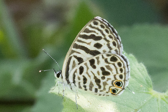 Leptotes plinius-3460