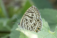 Leptotes plinius-3459
