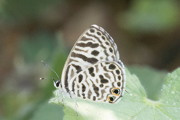 Leptotes plinius-3461