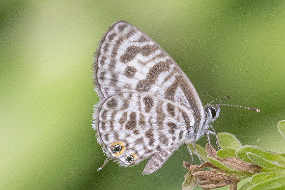 Leptotes plinius-4868