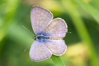 Leptotes plinius-5879