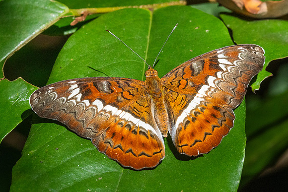Lebadea martha-0548