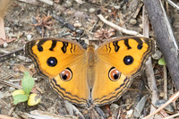 Junonia almana-4442
