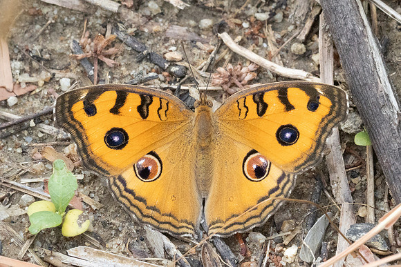 Junonia almana-4442