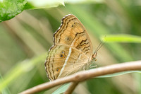 Junonia almana-4424