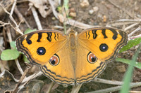 Junonia almana-4471