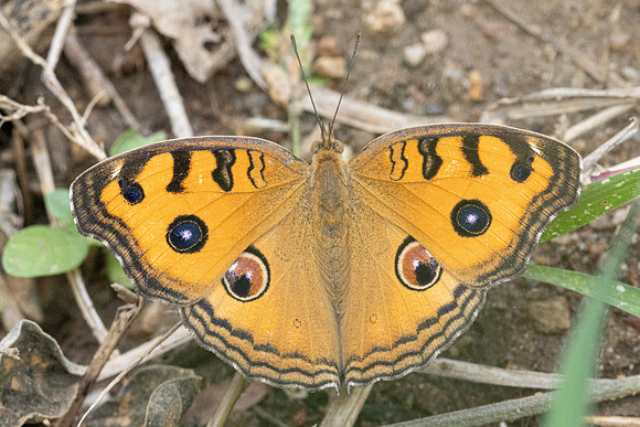 Junonia almana-4471