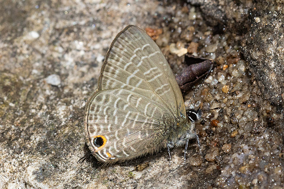 Nacaduba berenice-2356