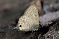 Nacaduba berenice-2349