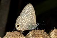 Nacaduba kurava-4563