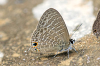 Nacaduba kurava-4606