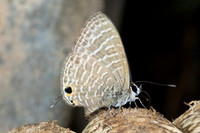 Nacaduba kurava-4555