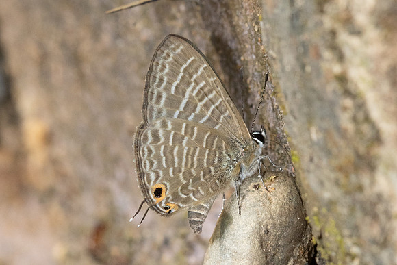 Nacaduba kurava-4645