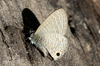Nacaduba beroe id--2317