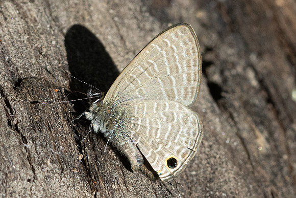 Nacaduba beroe id--2317