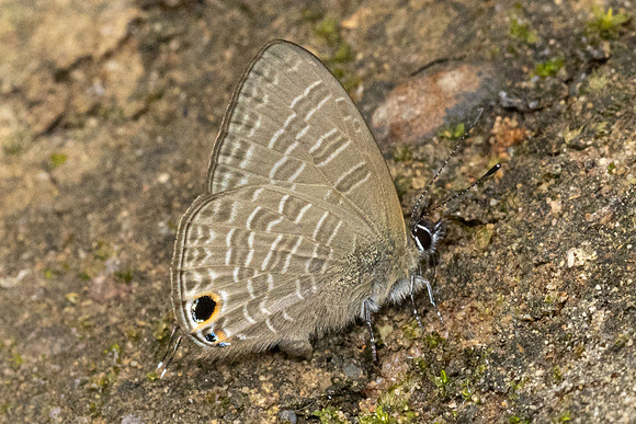 Nacaduba beroe-4636