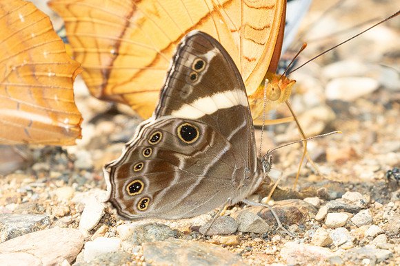 Lethe confusa-1154 - Chiang Dao - 17/03/25