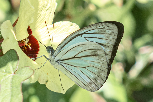 Pareronia hippia-3181