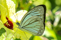 Pareronia hippia-3183