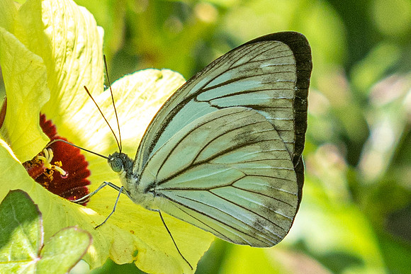 Pareronia hippia-3183